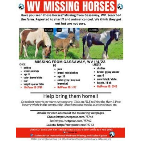RECOVERED Horse - Bo, Gassaway, WV 26624