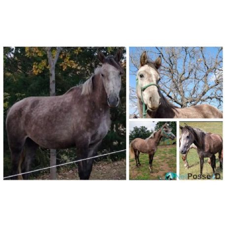 MISSING Horse - Indy
