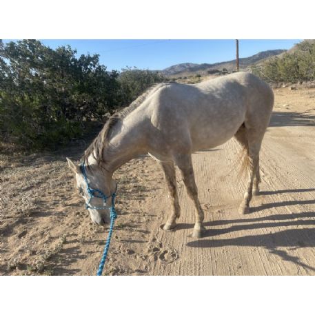 RECOVERED Horse - Nimbus, Palmdale, CA 93550