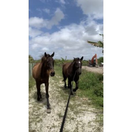 RECOVERED Horse - War & Sam, Miami, FL 33187