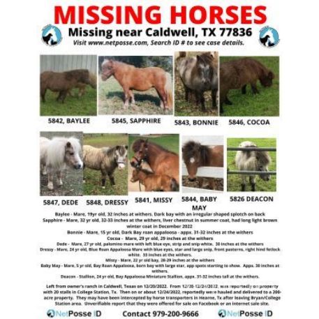 MISSING Horse - Diamond Oaks Missy