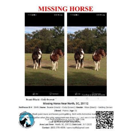 RECOVERED Horse - Beanie (black) - Cody (brown), North, SC 29112