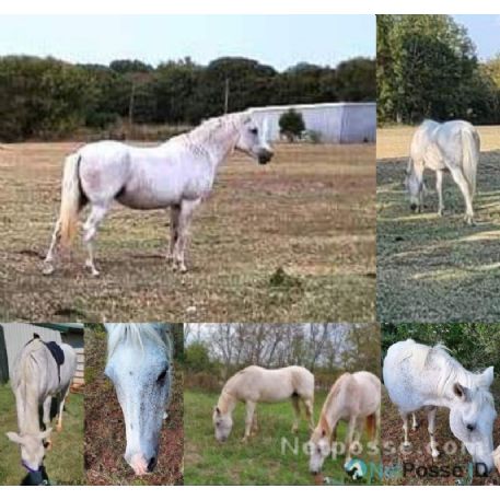 RECOVERED Horse - Marshmallow , Shawnee , OK 74820