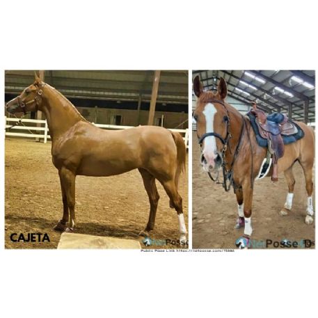 RECOVERED Horse - Cajeta - RECOVERED