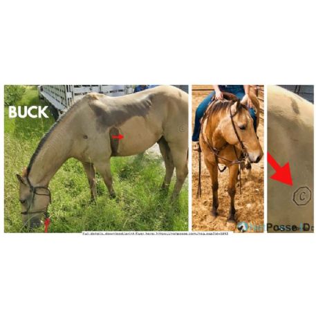 STOLEN Horse - Buck