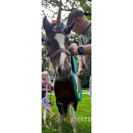 RECOVERED Horse - Sprinkles, Leechburg, PA 15656