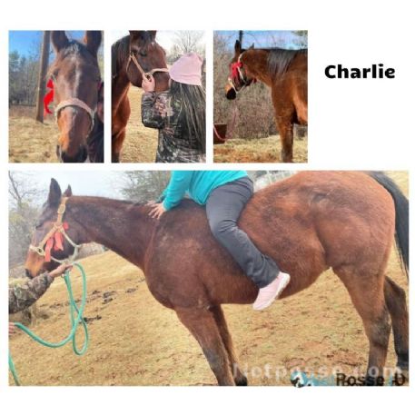 RECOVERED Horse - Charlie