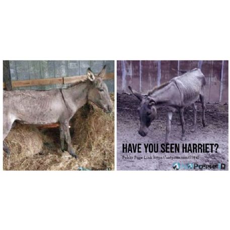 SEARCHING FOR Donkey - Harriet