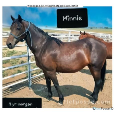 SEARCHING FOR Horse - Minnie