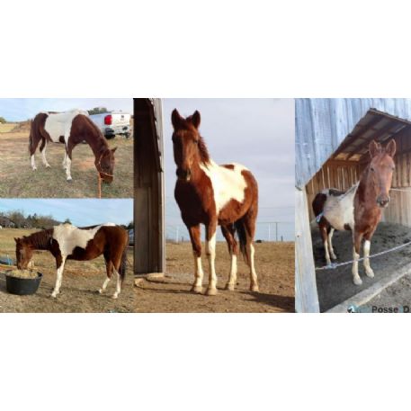 RECOVERED Horse - Winnie, Whitesburg, TN 37891