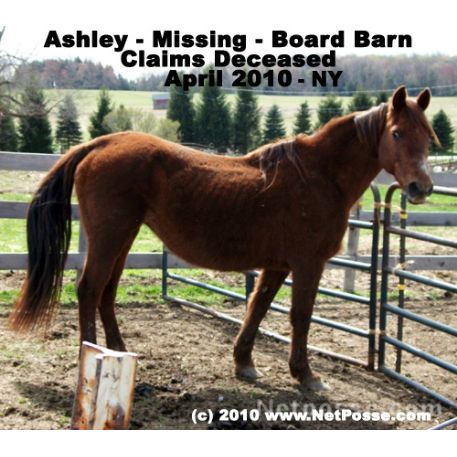 MISSING Horse - Ashley
