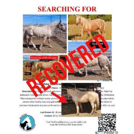 SEARCHING FOR Horse - Oceana - RECOVERED