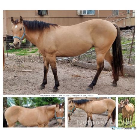 MISSING Horse - Buttercup 