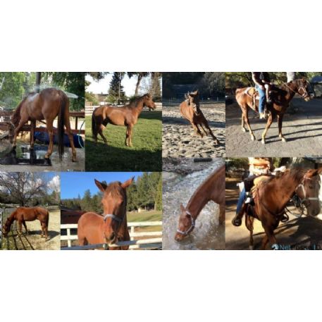 Horse - Moose, Sonora, CA 95370-8438