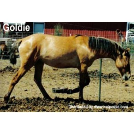 MISSING Horse - Goldie