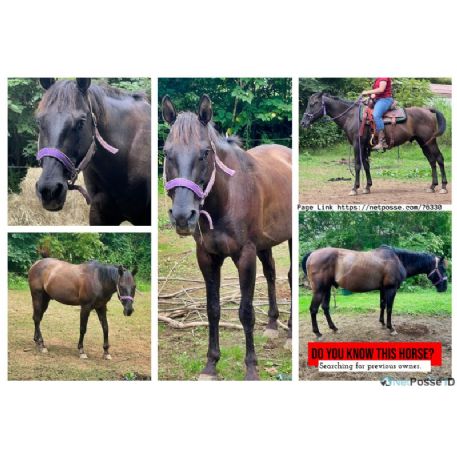 HORSE HISTORY - Stallion Purchased Under Suspicious Circumstances