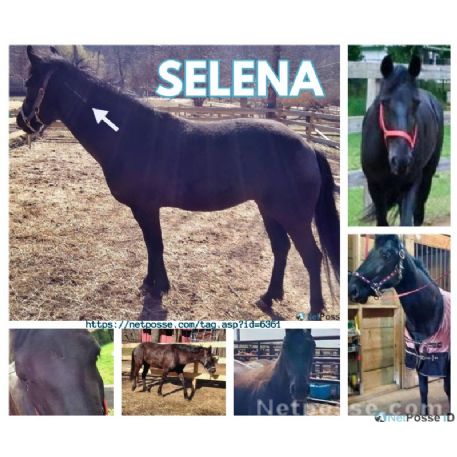 SEARCHING FOR Horse - Selena