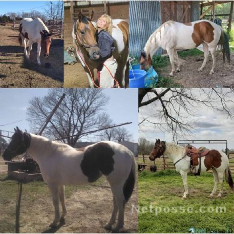 RECOVERED Horse - Stormy, Gore, Ok 74435