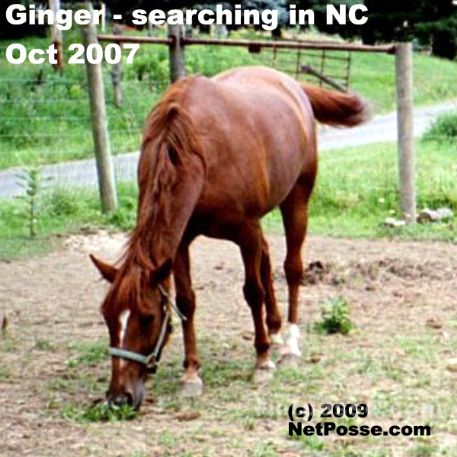 MISSING Horse - Ginger