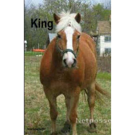 MISSING Horse - KING
