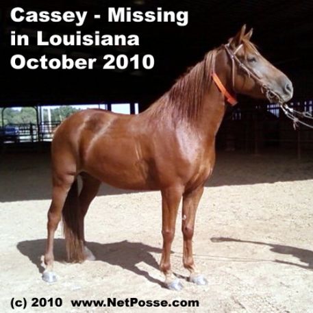 MISSING Horse - Cassey's Fancy Boy