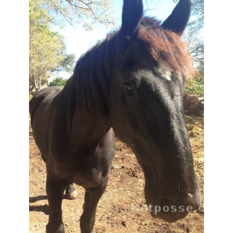 RECOVERED Horse - HERCULES, Pinellas Park, FL 33781