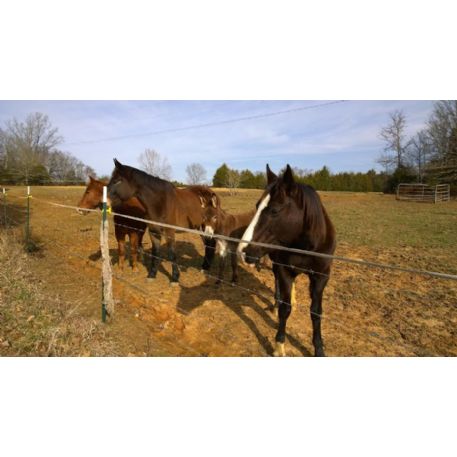 DECEASED Horse - sonnystimelessbeauty, Columbia, TN 38401