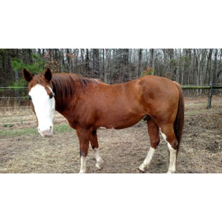 RECOVERED Horse - Chazz, Southington, CT 06489