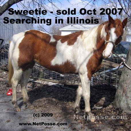 MISSING Horse - Tess Sweet Sue