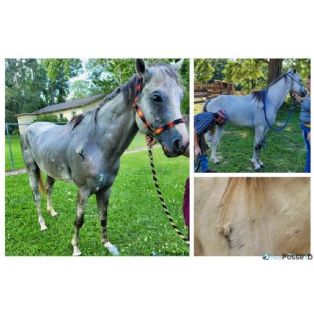 RECOVERED Horse - Jester, Rosepine, LA 70659