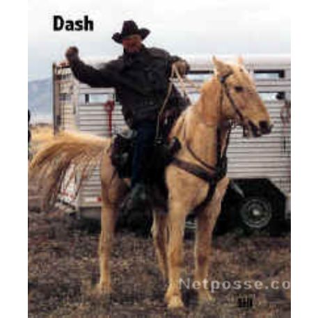 STOLEN Horse - Dash 