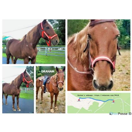 RECOVERED Horse - Graham, Gordonsville, VA 22942