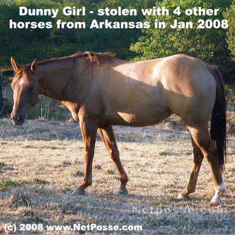 STOLEN Horse - Dunny Girl