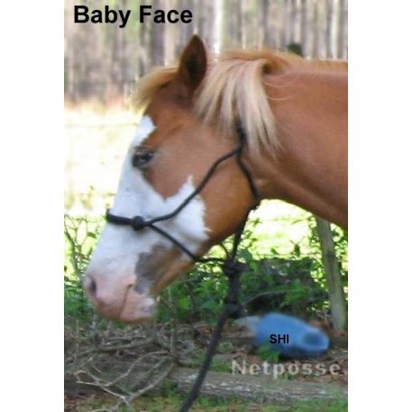 STOLEN Horse - Baby Face