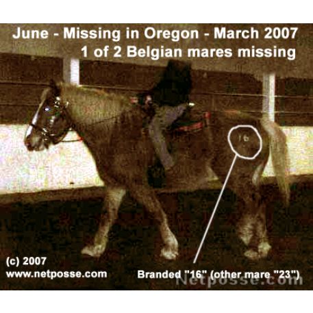 MISSING Horse - June