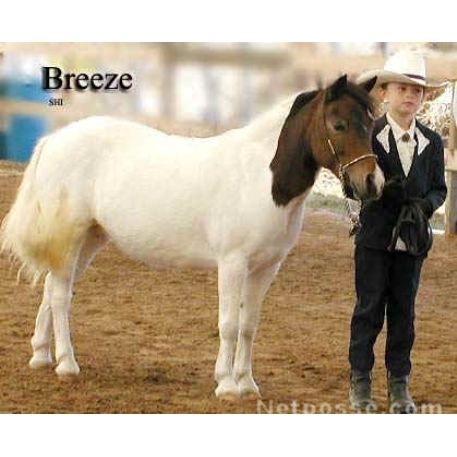 STOLEN Horse - Breeze