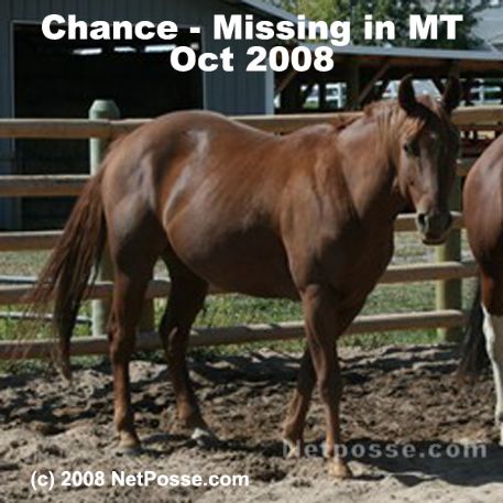 MISSING Horse - Chance