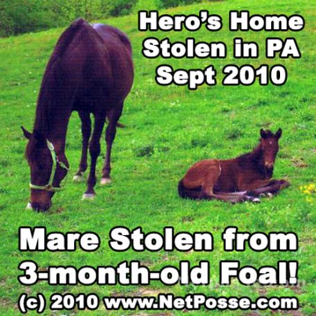 STOLEN Horse - Hero`s Home