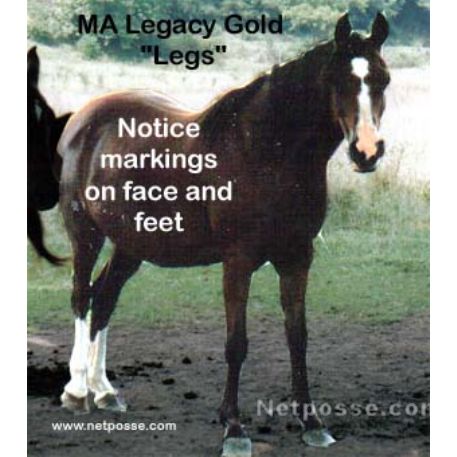 STOLEN Horse - MA Legacy of gold