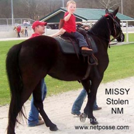 STOLEN Horse - Star's Miss Ebony