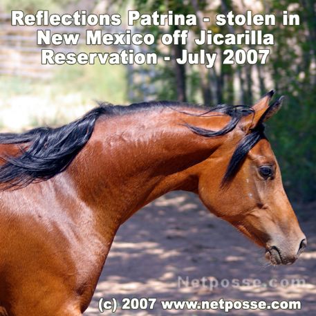 STOLEN Horse - Reflections Patrina