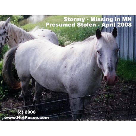MISSING Horse - Stormy