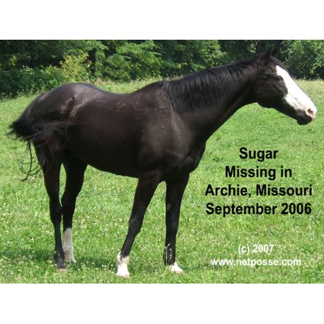 MISSING Horse - Sugar