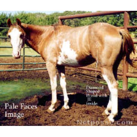 STOLEN Horse - Pale Faces Image
