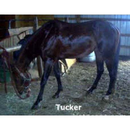 STOLEN Horse - Tucker
