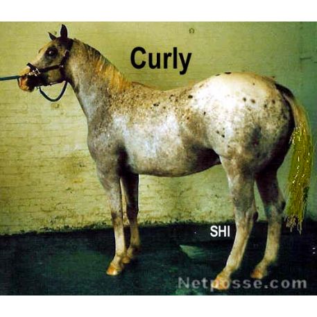 STOLEN Horse - Curly