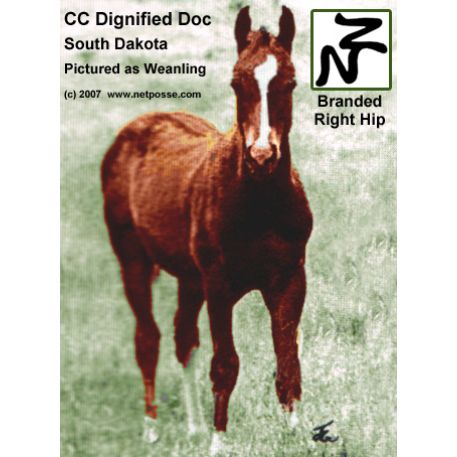 STOLEN Horse - CC Dignified Doc