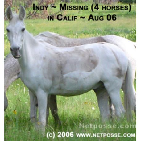 MISSING Horse - Indy