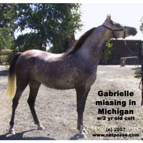 MISSING Horse - Gabriella Brahim