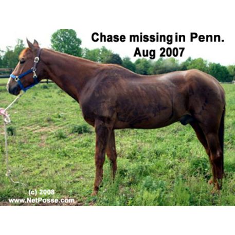 MISSING Horse - RM Poco King 